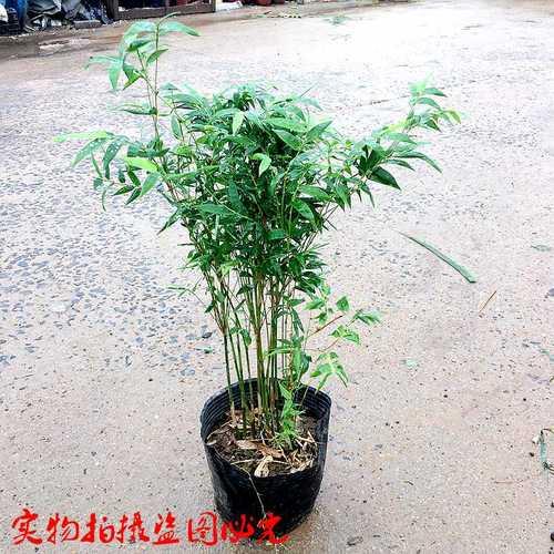 小米竹子养殖方法