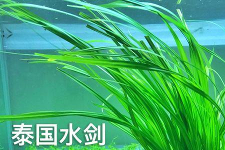 鱼缸上边可以放宝剑吗