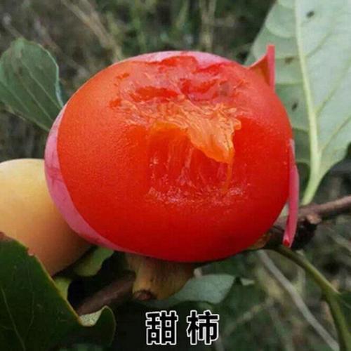 正宗火晶柿子树苗到哪里能买到