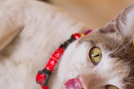 猫咪舌头上泡什么