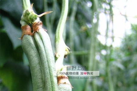 豆角种子没有晒干可以种吗