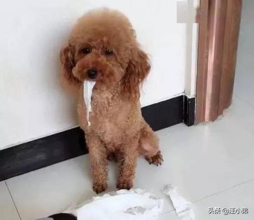 贵宾犬在家里害怕怎么办