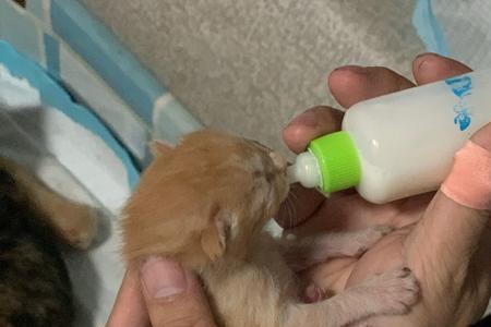 刚出生小猫拉屎到哪去了
