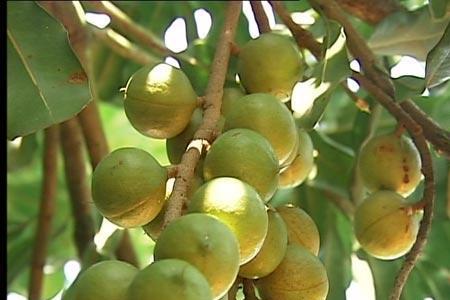 夏威夷果2000米海拔可以种植么