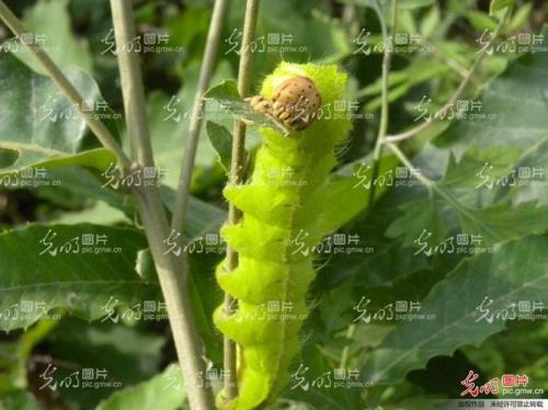 月形天蚕蛾的卵怎么养