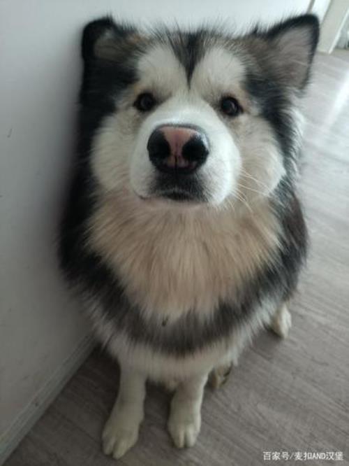 阿拉斯加幼犬拉什么正常