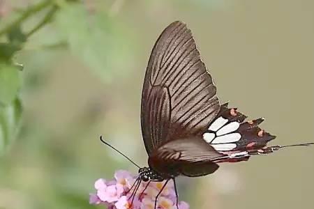 有蝶自来的上一句是什么