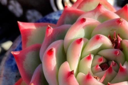 吉娃娃多肉开花会死么