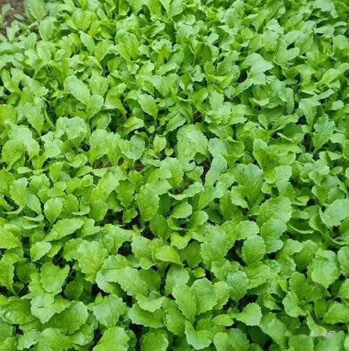 蚂蚁咬白菜籽怎么办