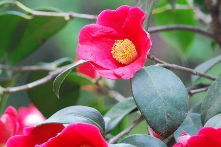 茶花怎么养才长成灌木