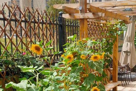 购买农村小院的好处