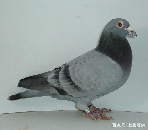 雄鸽一般能用到几岁