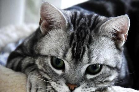 猫智商相当于人几岁