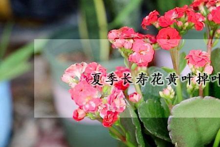 夏天长寿花开花期该如何养护