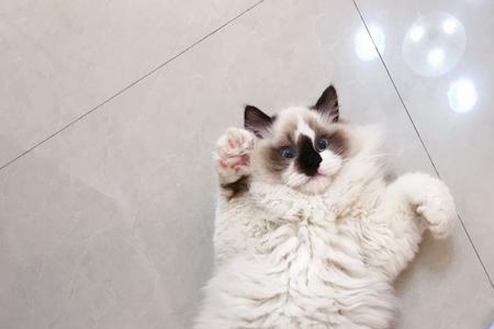 三个月的布偶猫不叫正常吗