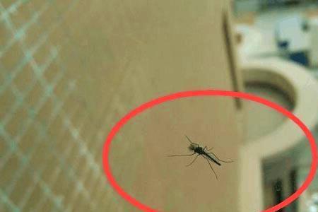 空调管道里有大量蚊子