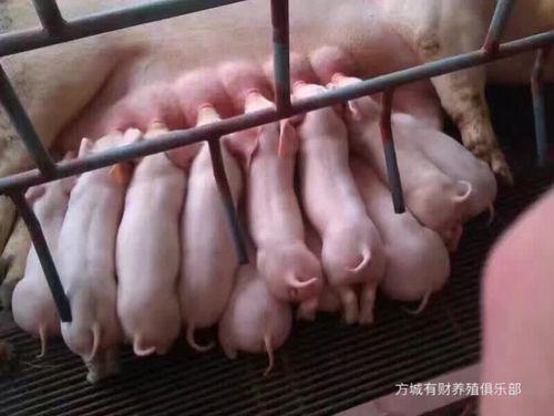 初产母猪和经产猪的区别