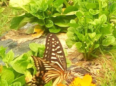 花香蝶自来的全部诗句