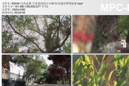翠绿的枝条像什么