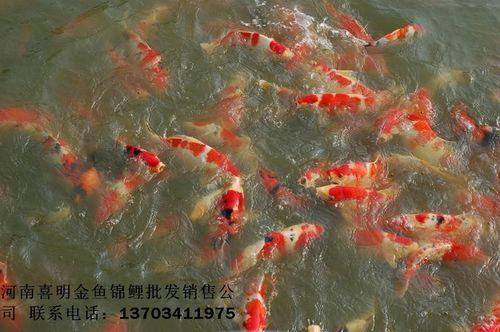 锦鲤长多大颜色定型
