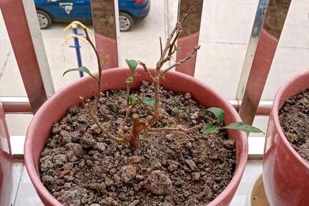 三角梅一年发芽几次