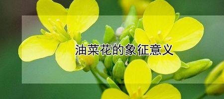什么花的花语是爱护和珍惜
