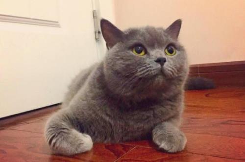 蓝猫在古代叫什么