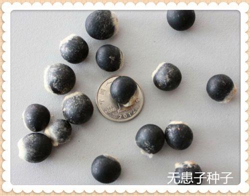 无患子种子怎么防开裂
