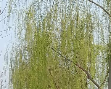 弯弯的柳条像什么