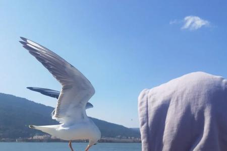 从此海鸥爱上了面包是什么意思