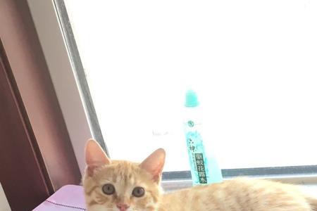 橘猫是母的代表着什么
