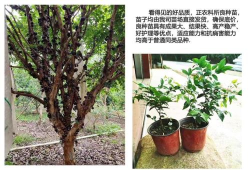 嘉宝果树哪一个品种果最大