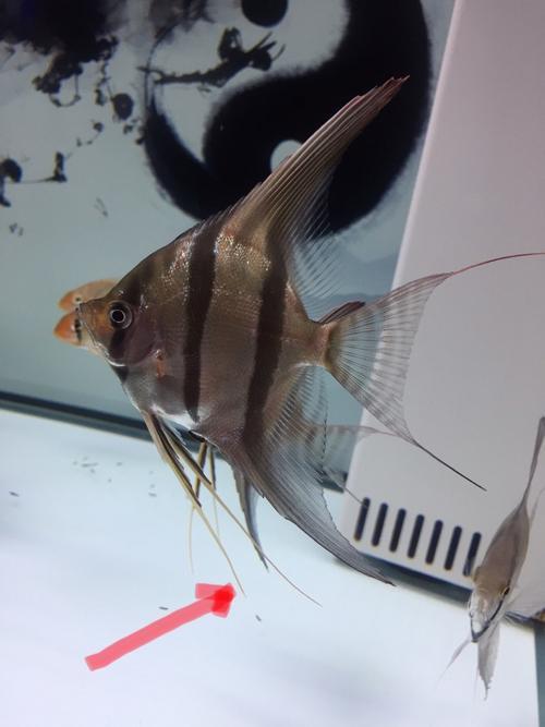 燕鱼为啥不爱游