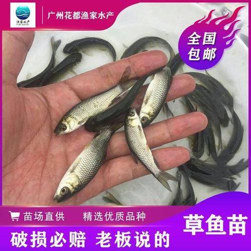 水花草鱼苗一年能长多大