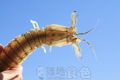 昆虫能杀死大虾吗