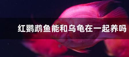 什么鱼能和南石龟一起养