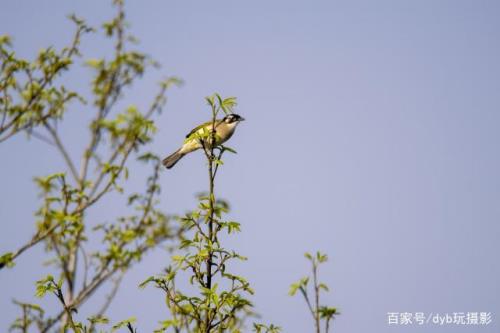 在树上唱歌歌词是什么意思