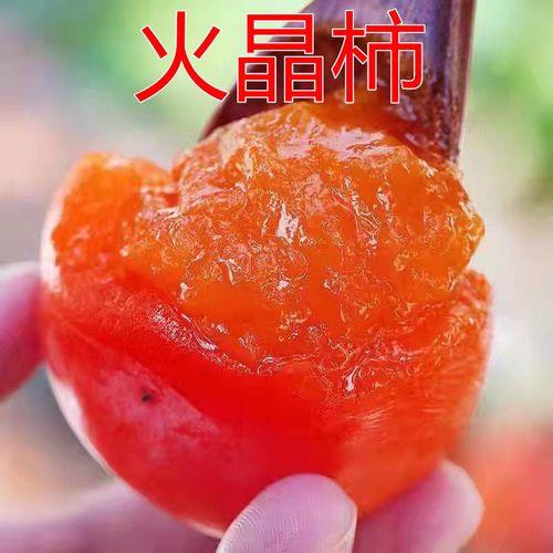 火晶柿子种植距离