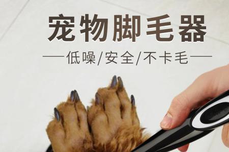 猫脚毛多长需要剪