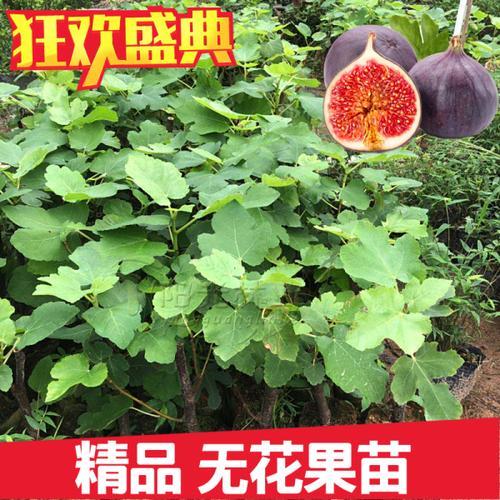 无花果能否种植在庭院里
