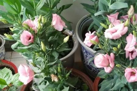 桔梗几年开花