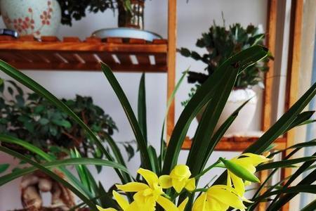 建兰夏季养在室内还能开花吗