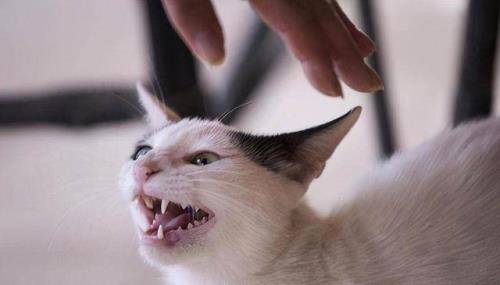 猫为什么 吹它