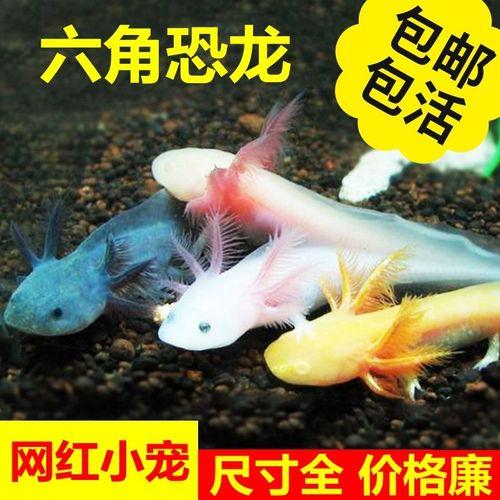 六角鱼会逃跑哪