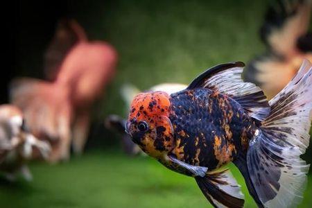 泰狮吃生菜吗