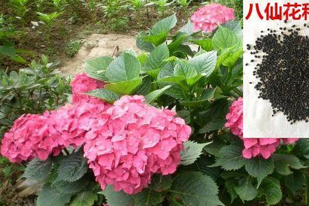绣球花种子怎么种