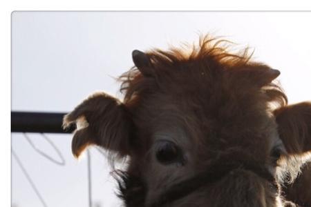 不畜牛羊什么意思