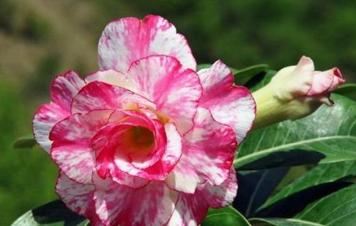 沙漠玫瑰艾玛勤花吗