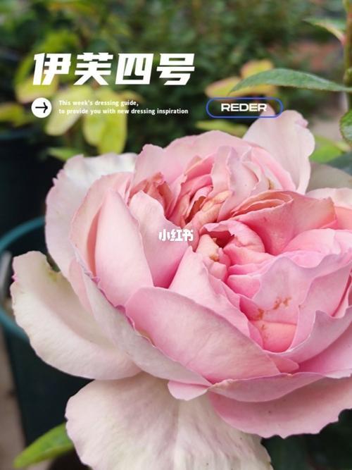 伊芙月季系列排名