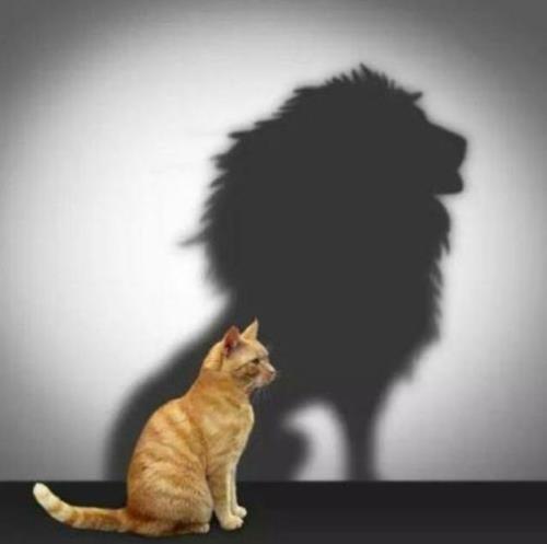 一只孤独的猫表示什么意思